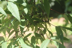 Acer mandshuricum