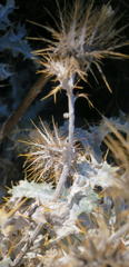 Berkheya francisci