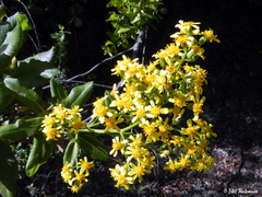 Acrisione denticulata