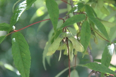Acer mandshuricum