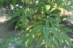 Acer mandshuricum