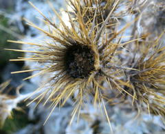 Berkheya francisci