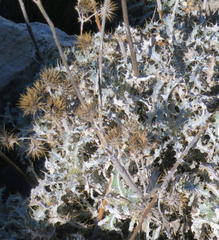 Berkheya francisci