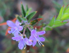 Agathosma pungens