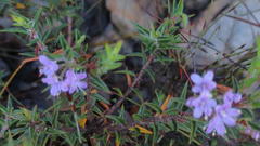Agathosma pungens