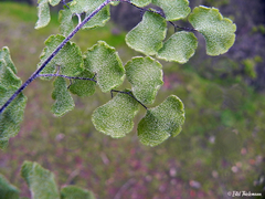 Adiantum chilense scabrum