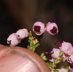 Erica umbelliflora
