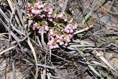 Erica umbelliflora