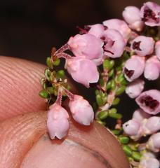 Erica umbelliflora