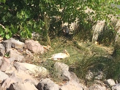 Anas platyrhynchos domesticus