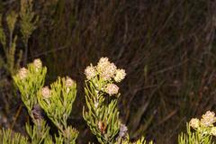 Paranomus esterhuyseniae