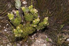 Paranomus esterhuyseniae