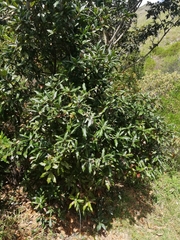 Quercus humboldtii