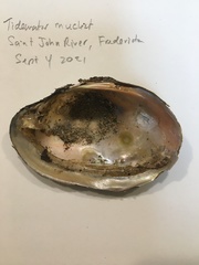 Atlanticoncha ochracea