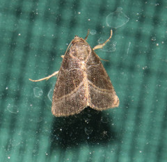Ogdoconta altura