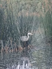 Ardea cinerea