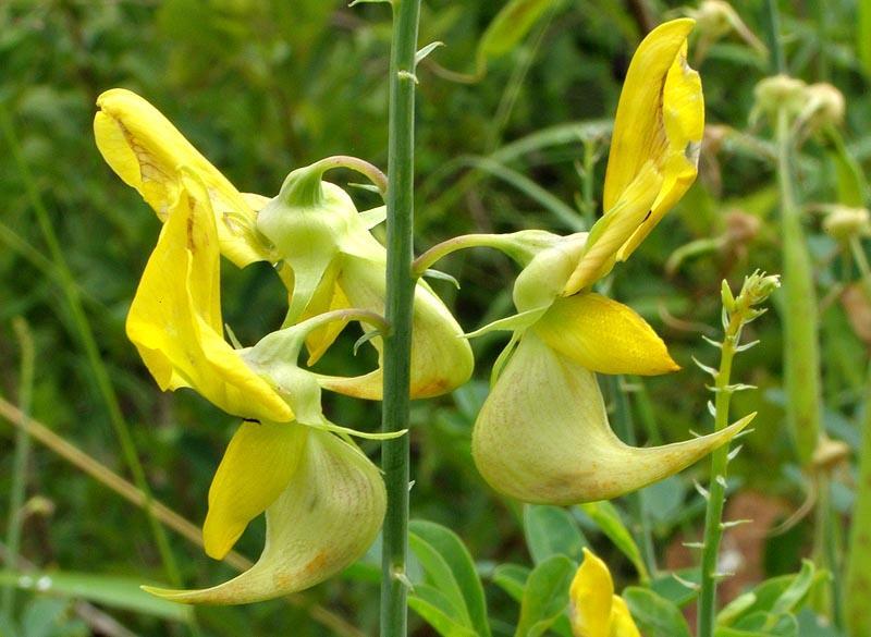 Crotalaria laburnifolia