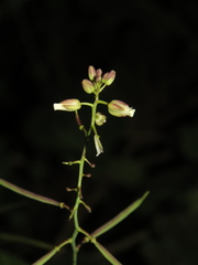 Polypsecadium solidagineum