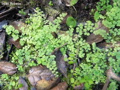 Adiantum chilense scabrum