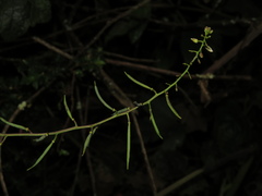 Polypsecadium solidagineum