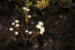 Leucadendron sorocephalodes