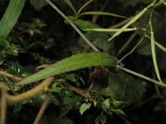Polypsecadium solidagineum
