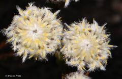 Leucadendron sorocephalodes
