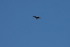 Milvus milvus