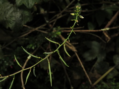 Polypsecadium solidagineum