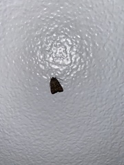 Mesapamea fractilinea