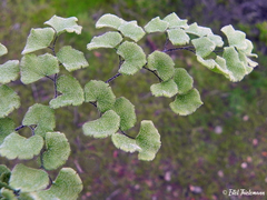Adiantum chilense scabrum