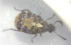 Megabruchidius dorsalis