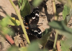 Chlosyne lacinia crocale