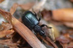 Chonostropheus tristis