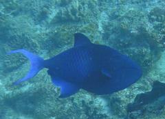 Odonus niger