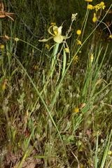 Moraea serratostyla