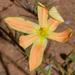 Moraea serratostyla - Photo (c) pietermier,  זכויות יוצרים חלקיות (CC BY-NC)