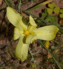 Moraea serratostyla