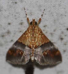 Tetracona amathealis
