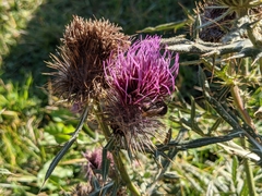 Cirsium morisianum