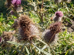 Cirsium morisianum