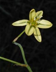 Albuca pentheri