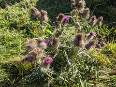 Cirsium morisianum