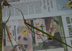 Albuca pentheri