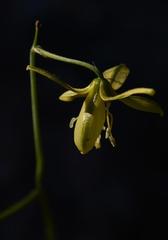 Albuca pentheri