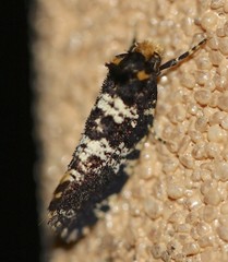 Ardiosteres moretonella