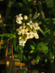 Galianthe bogotensis