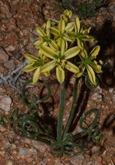 Albuca glandulifera