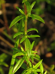 Galianthe bogotensis