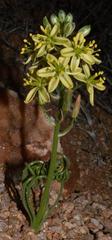 Albuca glandulifera